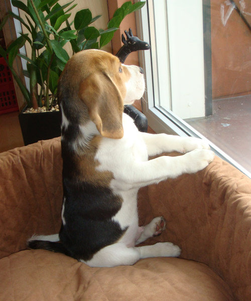 Beaglewelpe schaut aus dem Fenster in Warendorf